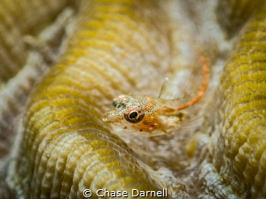 "Groovin"
A tiny Triple Fin Blenny settles in a groove o... by Chase Darnell 